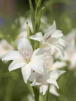 images/productimages/small/V095 6584 Gladiolus Alba.jpg